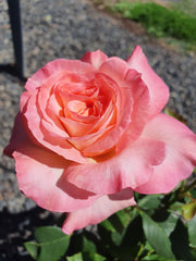 Violet Carson Floribunda Bush Rose