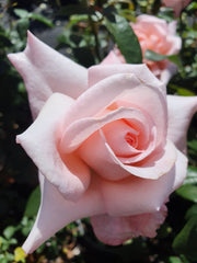 Flamingo  Hybrid Tea Bush Rose 2ft patio standard (Bareroot)