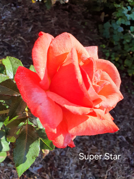 Superstar Bush Rose (bare-rooted)