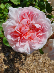 Cinderella Climbing (Bare-rooted)