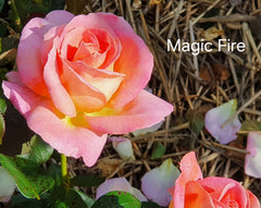 Magic Fire® Floribunda Recent Release Bush Rose (Bare-rooted)