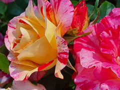 Love In Recent Release Floribunda Bush Rose (Bare-rooted)