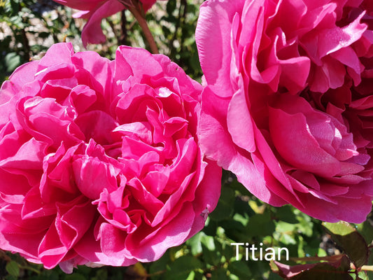 Titian (Climbing) Bush Rose (bare-rooted)