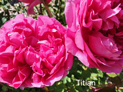 Titian (Climbing) Bush Rose (bare-rooted)