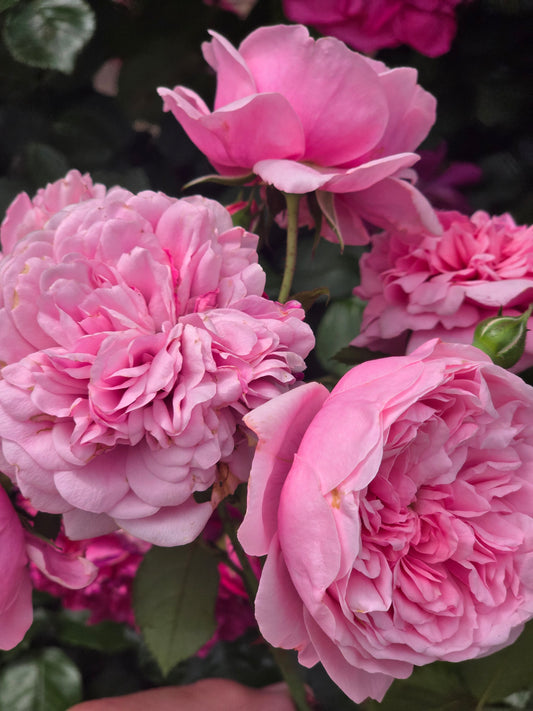 William Christie Modern Shrub Rose