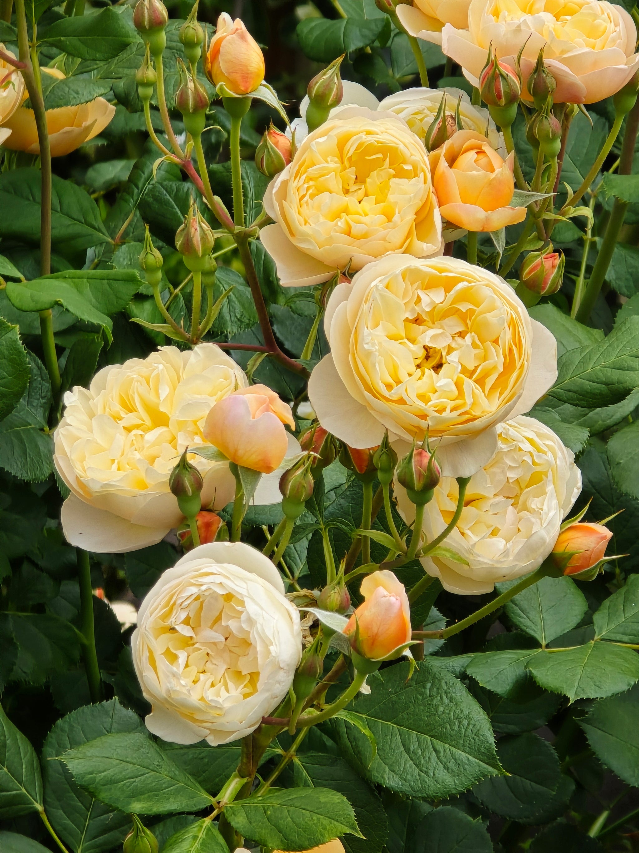 Roald Dahl (Ausowlish) David Austin Bush Rose