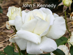 John F Kennedy Hybrid Tea Bush Rose (Bareroot)