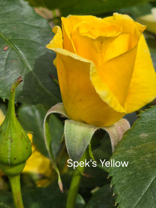 Speks Yellow Hybrid Tea Bush Rose