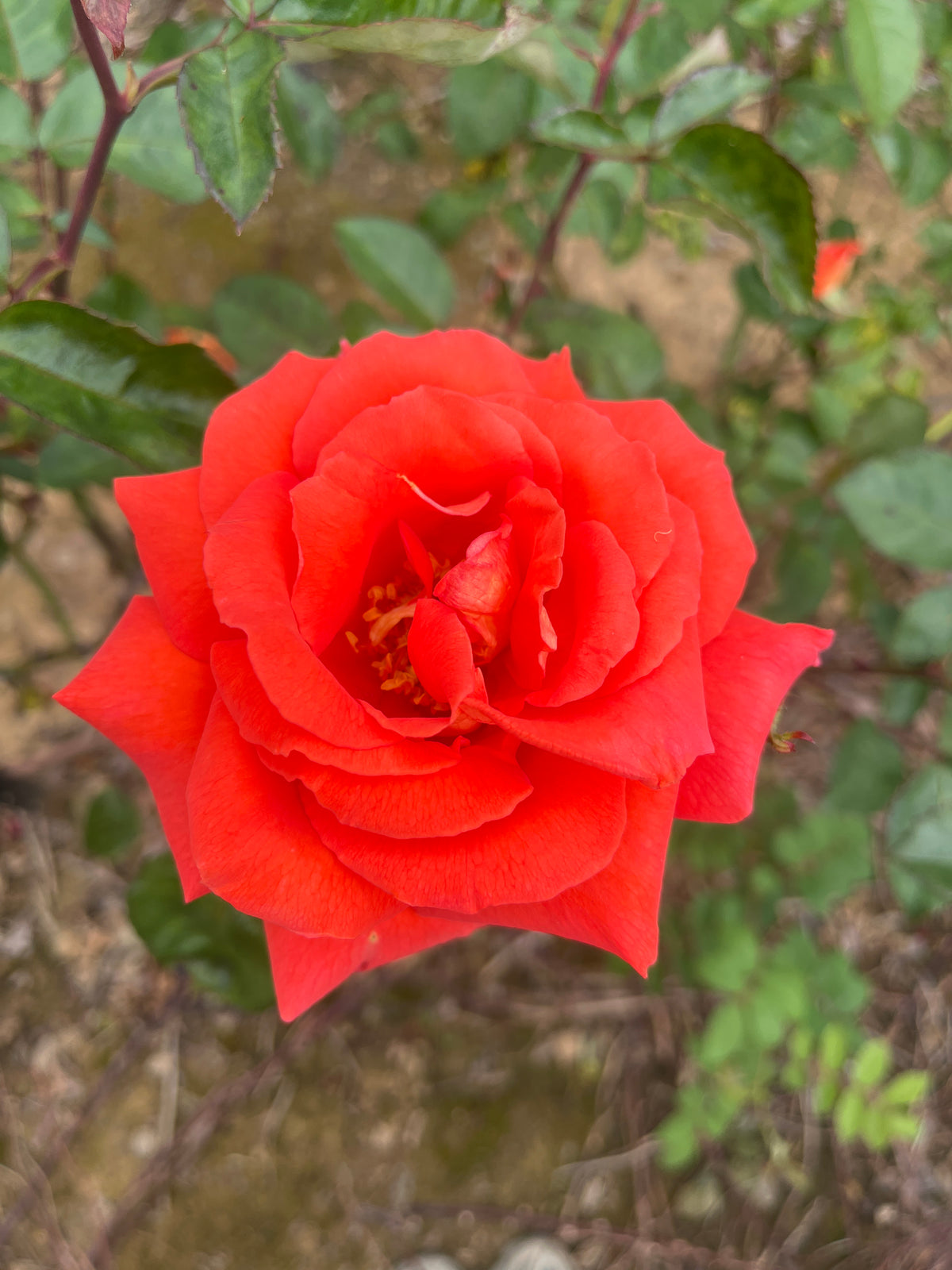 Las Vegas Hybrid Tea Bush Rose