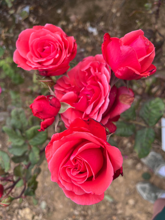 Ilona Hybrid Tea Bush Rose 2ft patio standard