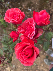 Ilona Hybrid Tea Bush Rose 2ft patio standard (Bareroot)