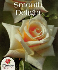 Smooth Touch Delight Thornless Bush Rose (Bareroot)