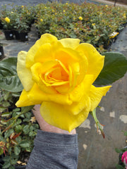 Friesia - Floribunda Rose