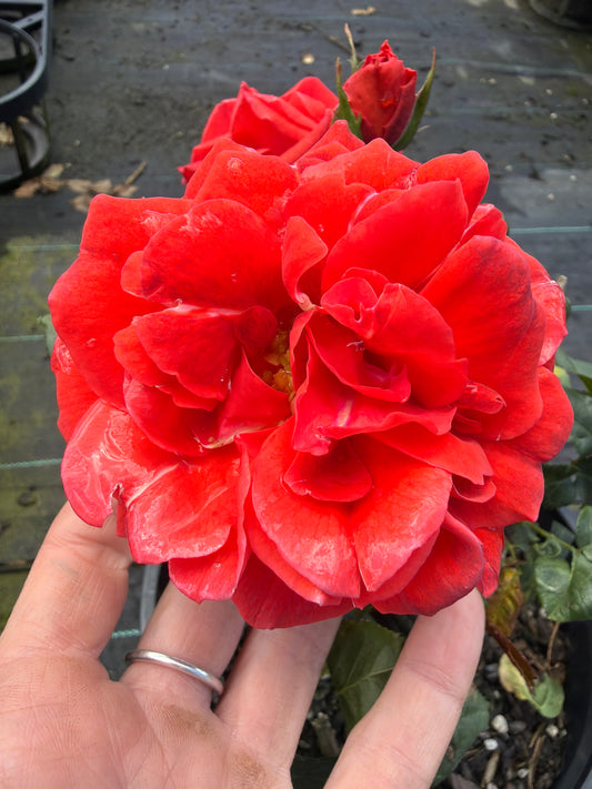 Hot Chocolate - Floribunda Rose