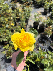 Friesia - Floribunda Rose