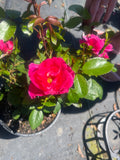 Pink Ayoba New Release Floribunda Bush Rose