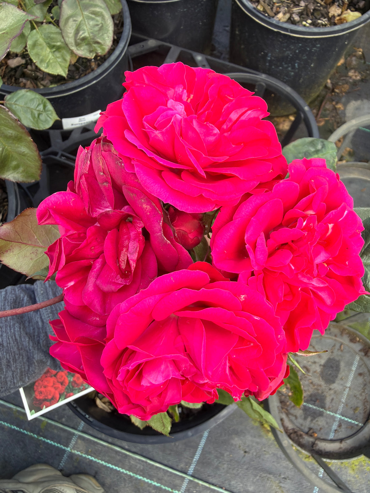 Europeana Floribunda Potted Bush Rose