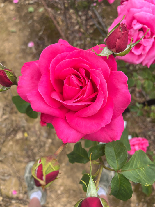 Pink Peace Hybrid Tea Bush Rose