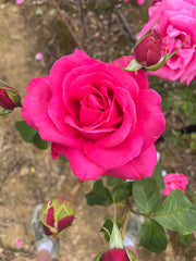 Pink Peace Hybrid Tea Bush Rose
