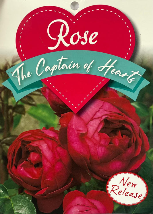 Captain of Heart (bare-rooted)