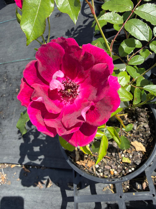 Burgundy Iceberg - Floribunda Rose
