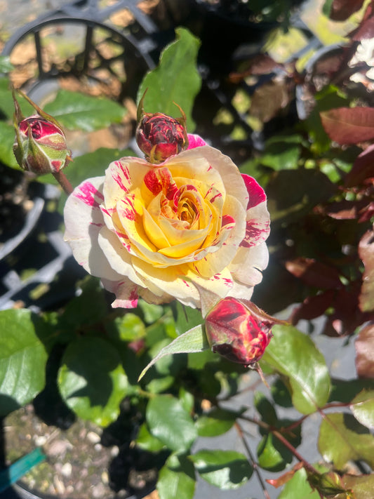 Glamourpuss New Release Floribunda Bush Rose
