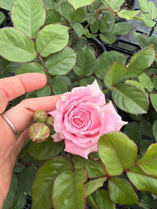 Summer Romance Potted Bush Rose