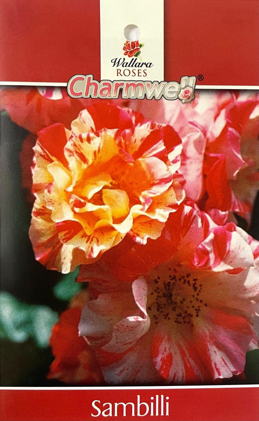 Charmwell Sambilli New Release Bush Rose (Bare-rooted)