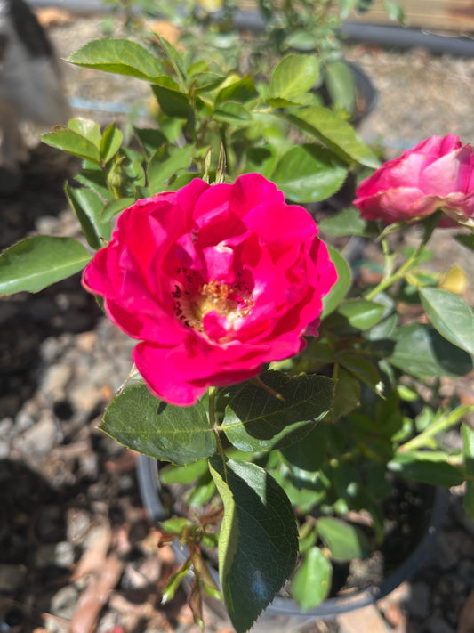Irene Floribunda Bush Rose