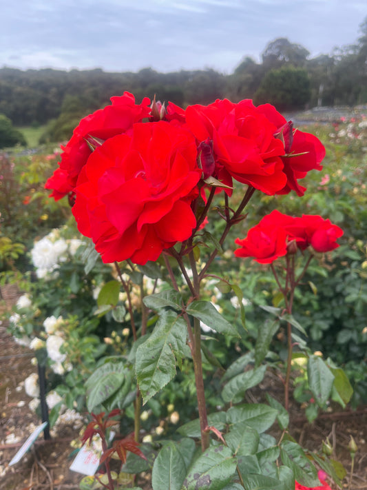 Cathedral City Floribunda New Release Bush Rose 2ft patio