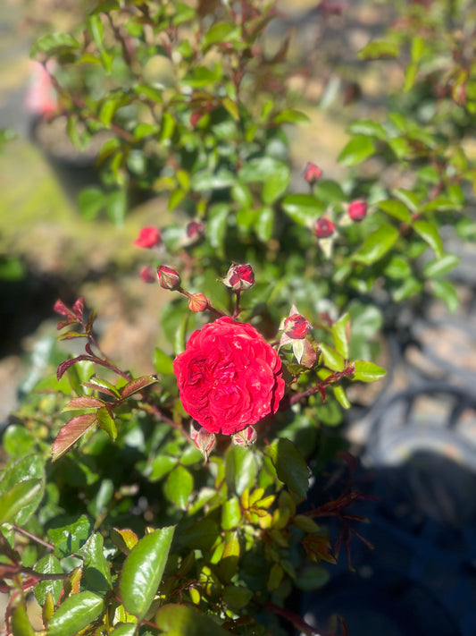 Scarlet Bonica™ Floribunda New Release Bush Rose