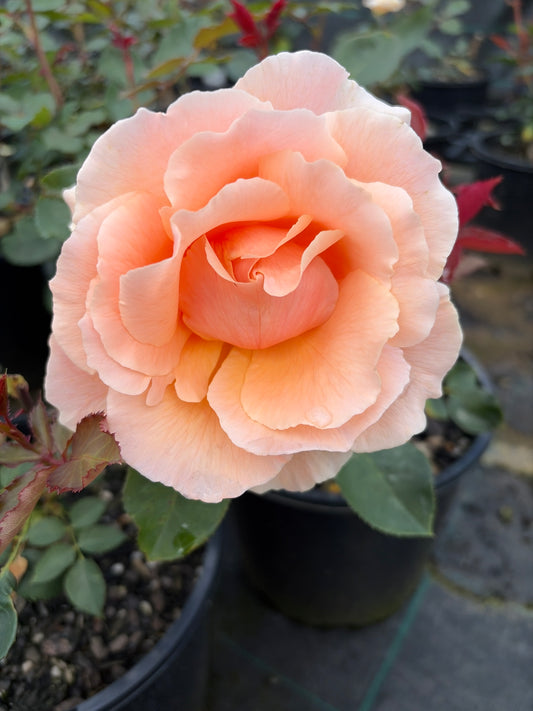 Just Joey - Hybrid Tea Bush Rose
