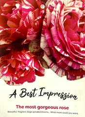 A Best Impression New Release Bush Rose (Bare-rooted)