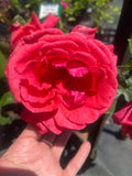 Sightsaver Hybrid Tea New Release Bush Rose