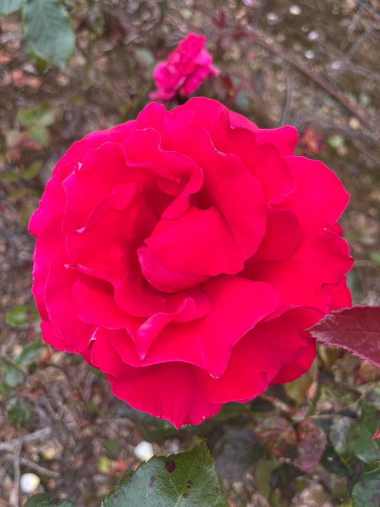 La Marseillaise Hybrid Tea Bush Rose