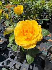 Victoria Gold Floribunda New Release Bush Rose