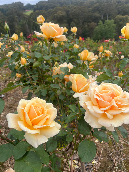 Valencia - Hybrid Tea Rose