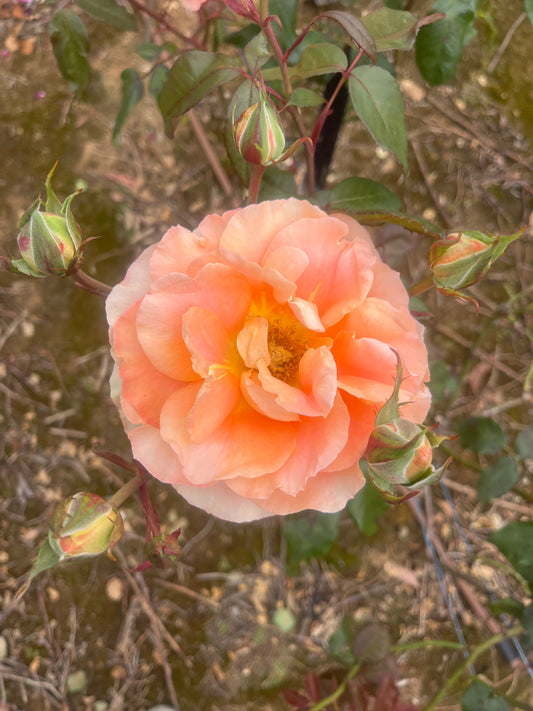 Fairest Cape Hybrid Tea New Release 2ft patio