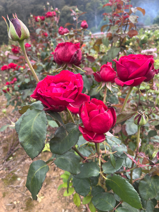 Fragrant Charm Hybrid Tea Bush Rose