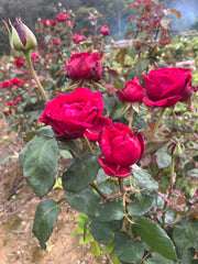 Fragrant Charm (Bareroot)