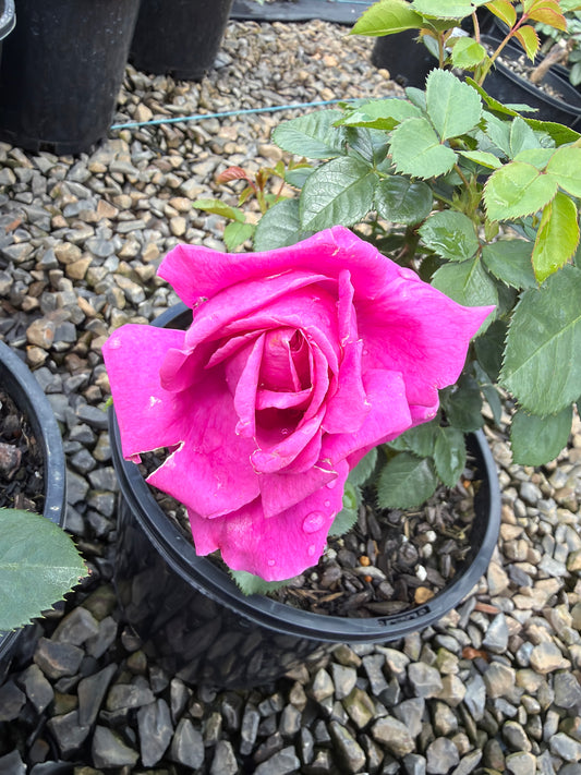 Für Elise Floribunda Bush Rose