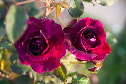 Munstead Wood (Ausbernard) - David Austin Rose (bare rooted)