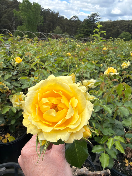 Gold Bunny - Floribunda Rose