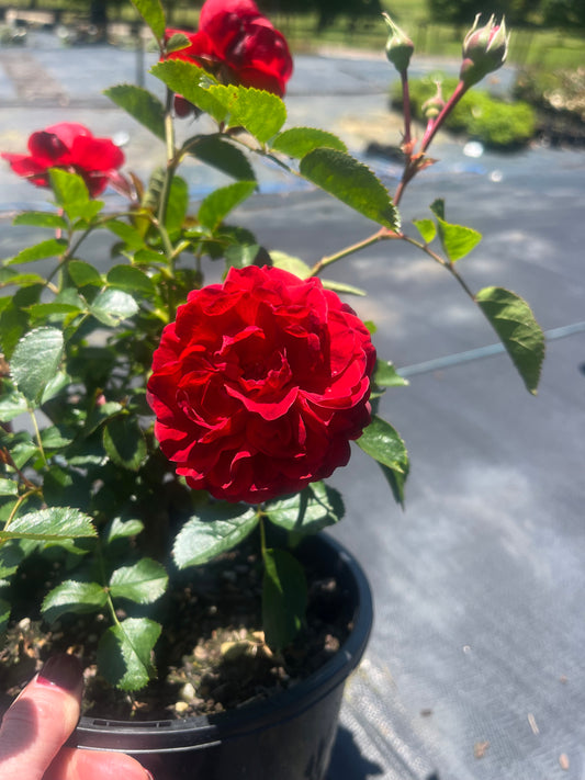 Scarlet Bonica™ Floribunda New Release 2ft patio standard