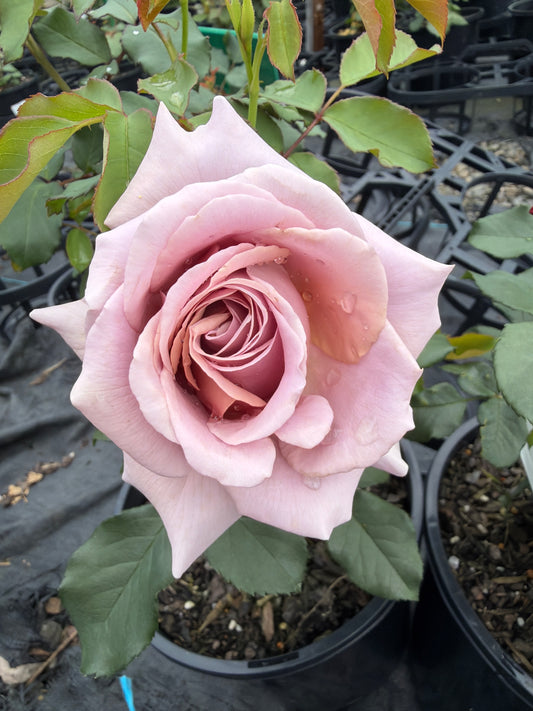 Soul Sister - Modern Shrub Rose