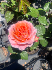 Notre Dame New Release Hybrid Tea Bush Rose (Bare-rooted)