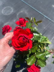 Scarlet Bonica™ Floribunda New Release Bush Rose (Bareroot)