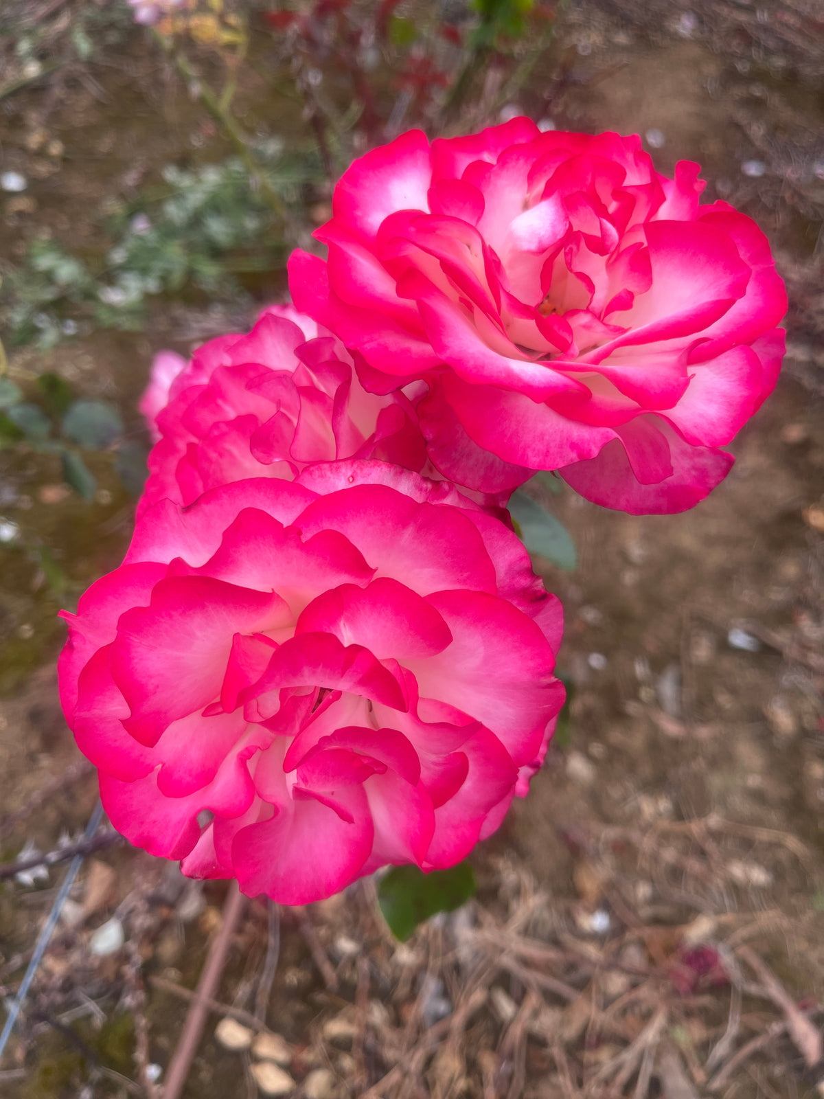 Hannah Gordon Floribunda Bush Rose
