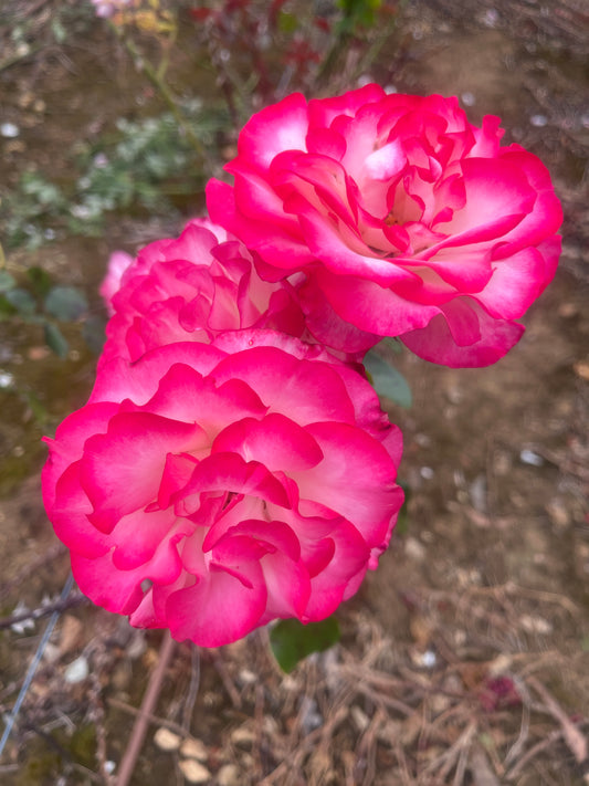 Hannah Gordon Floribunda Bush Rose