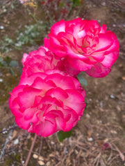 Hannah Gordon Floribunda Bush Rose (Bareroot)